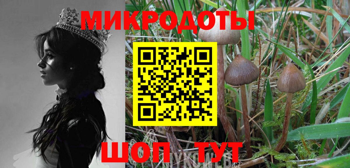Галлюциногенные грибы Psilocybe Азов